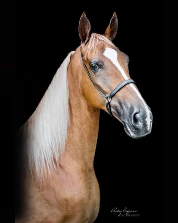 Walking in the Smokies Sevierville Tennessee Walking Horse Show (1)
